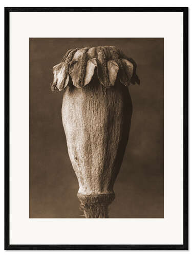 Stampa artistica con cornice Papavero orientale I