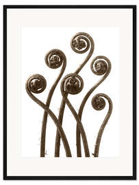 Gerahmter Kunstdruck Frauenhaarfarn