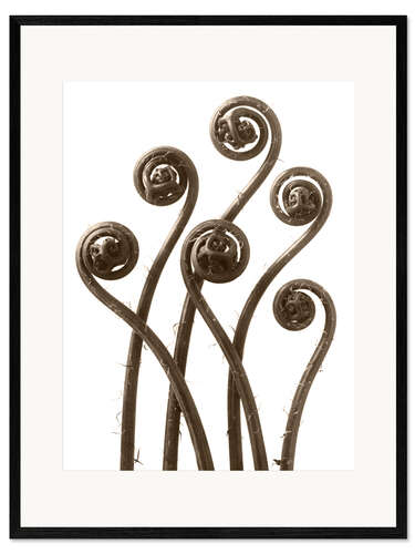 Impression artistique encadrée Fougère capillaire cheveux de Vénus