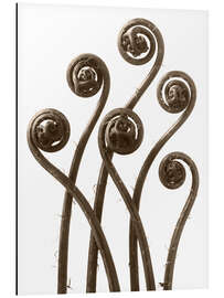 Magnettafel Frauenhaarfarn