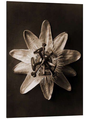 Aluminium print Passionflower