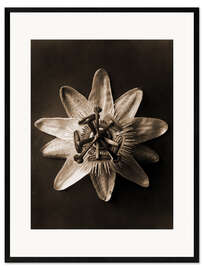 Framed art print Passionflower