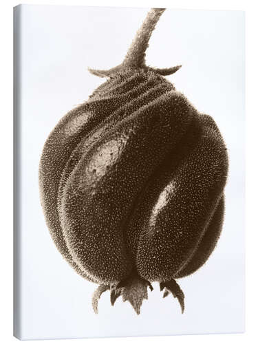 Canvas-taulu Flowers nettle plant