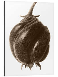 Magnettafel Blumennesselgewächs