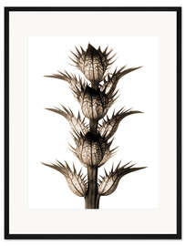 Gerahmter Kunstdruck Bärenklau