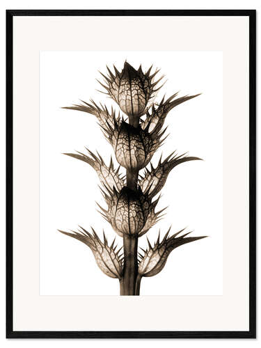 Stampa artistica con cornice Acanto