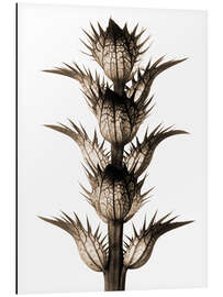 Magnettafel Bärenklau