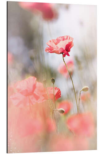 Aluminiumtavla Poppies in the sun