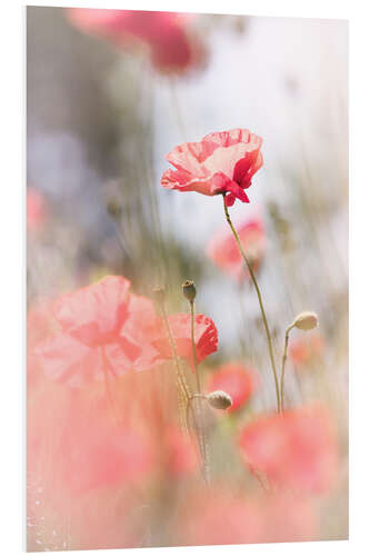 Foam board print Poppies in the sun