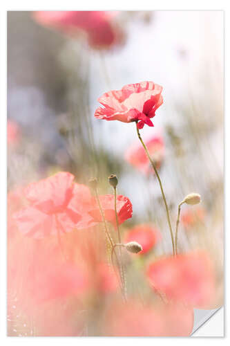 Wall sticker Poppies in the sun