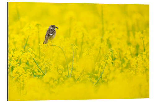 Aluminiumsbilde Stonechat mum in rape field