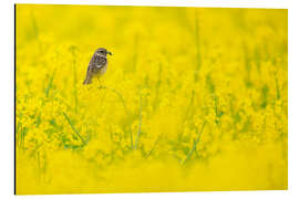 Aluminium print Stonechat mum in rape field