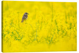 Canvastavla Stonechat mum in rape field