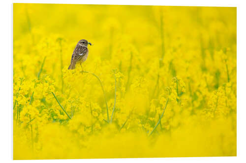 PVC print Stonechat mum in rape field