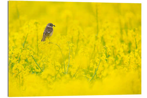 Gallery Print Schwarzkehlchenmama im Rapsfeld