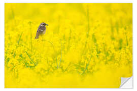 Naklejka na ścianę Stonechat mum in rape field