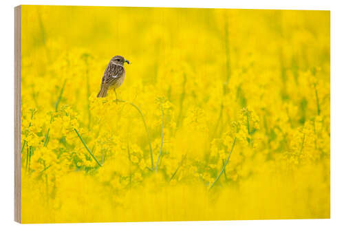 Wood print Stonechat mum in rape field