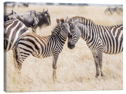 Canvas print Adults and young zebras