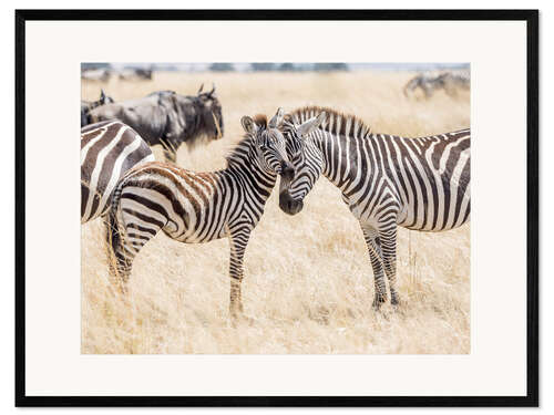 Plakat artystyczny premium w ramie Adults and young zebras