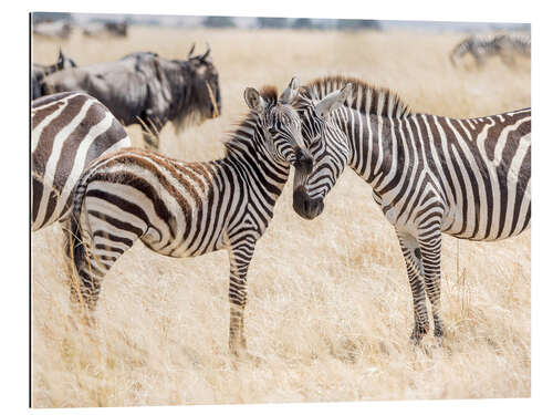 Gallery Print Erwachsene und junge Zebras