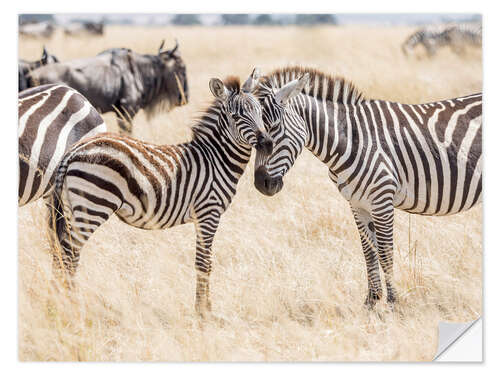 Selvklebende plakat Adults and young zebras