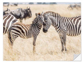 Naklejka na ścianę Adults and young zebras