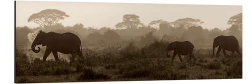 Aluminium print Elephants at sunset