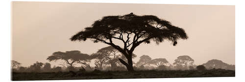 Acrylic print Silhouette of a thorny cazie