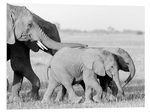 Foam board print Elephants are hiking