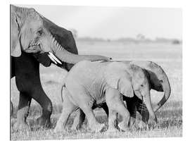 Tableau en plexi-alu Les éléphants en balade