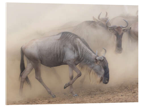 Acrylic print Dusty wildebeest migration