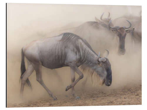 Aluminium print Dusty wildebeest migration