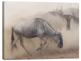 Canvas print Dusty wildebeest migration