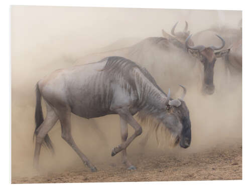 Foam board print Dusty wildebeest migration