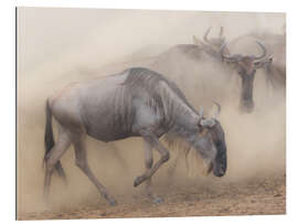 Gallery print Dusty wildebeest migration