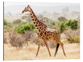 Aluminium print Giraffe in the savannah