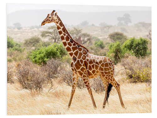 PVC print Giraffe in the savannah