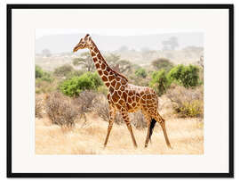 Gerahmter Kunstdruck Giraffe in der Savanne