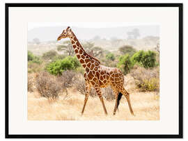 Gerahmter Kunstdruck Giraffe in der Savanne