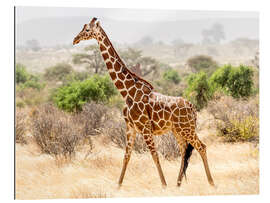 Gallery print Giraffe in the savannah