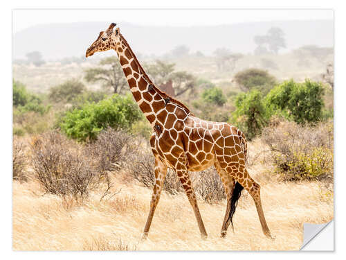 Selvklebende plakat Giraffe in the savannah