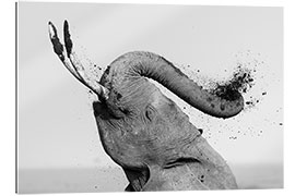 Gallery Print Elefant beim eincremen