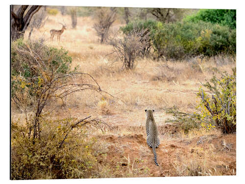 Aluminiumtavla Leopard watches antelope