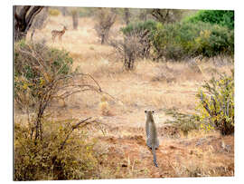 Gallery print Leopard watches antelope