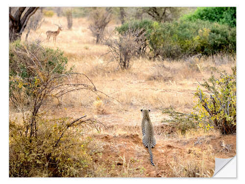 Selvklebende plakat Leopard watches antelope