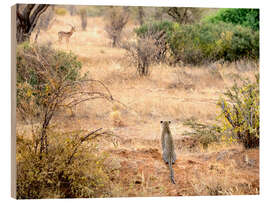 Trebilde Leopard watches antelope