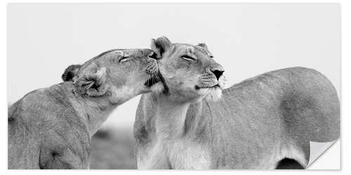 Selvklæbende plakat Lionless together