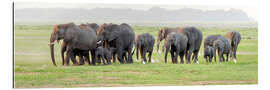 Gallery print Elephants on the way