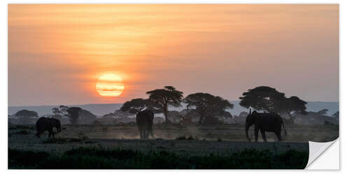 Naklejka na ścianę Elephants and acacia trees