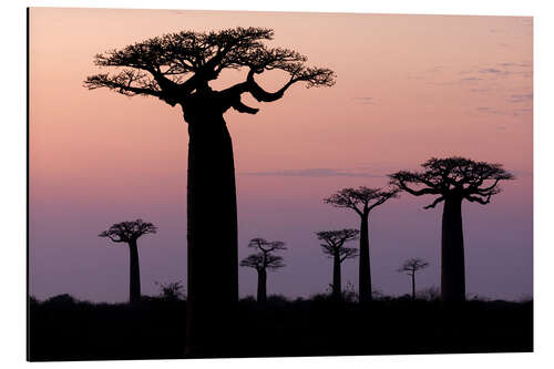 Alubild Baobab am Abend